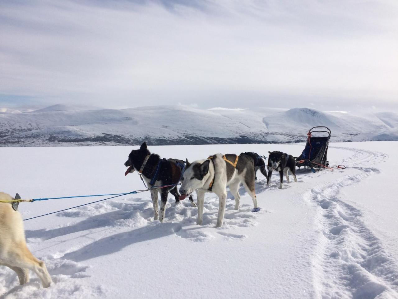 Jotunheimen Husky Lodge Randsverk Екстериор снимка